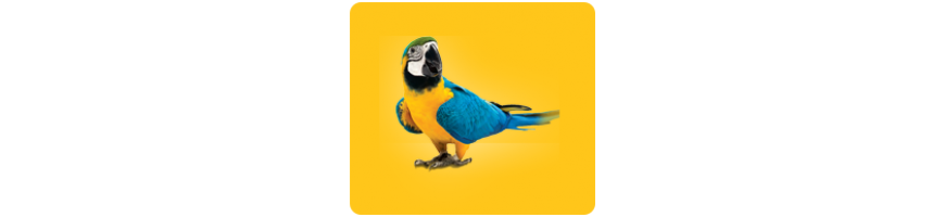 Parrot Parrot