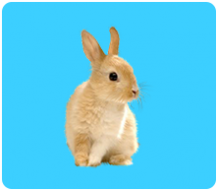 Small Pets